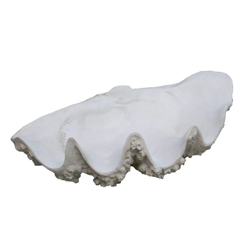 Large Clam with Barnacles