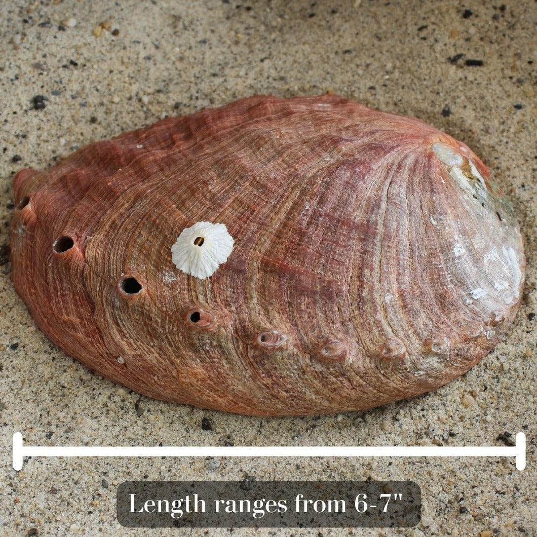 Red Abalone Unpolished 6-7"