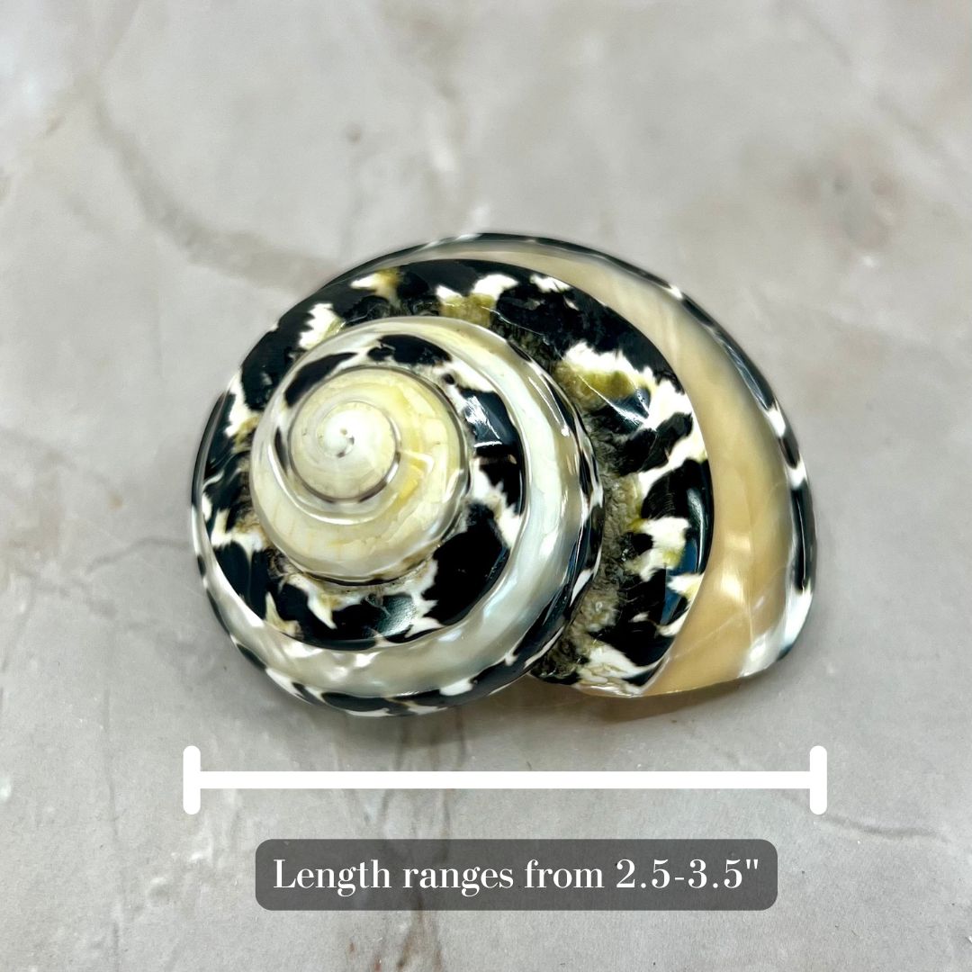 Magpie Banded 1.5-2"