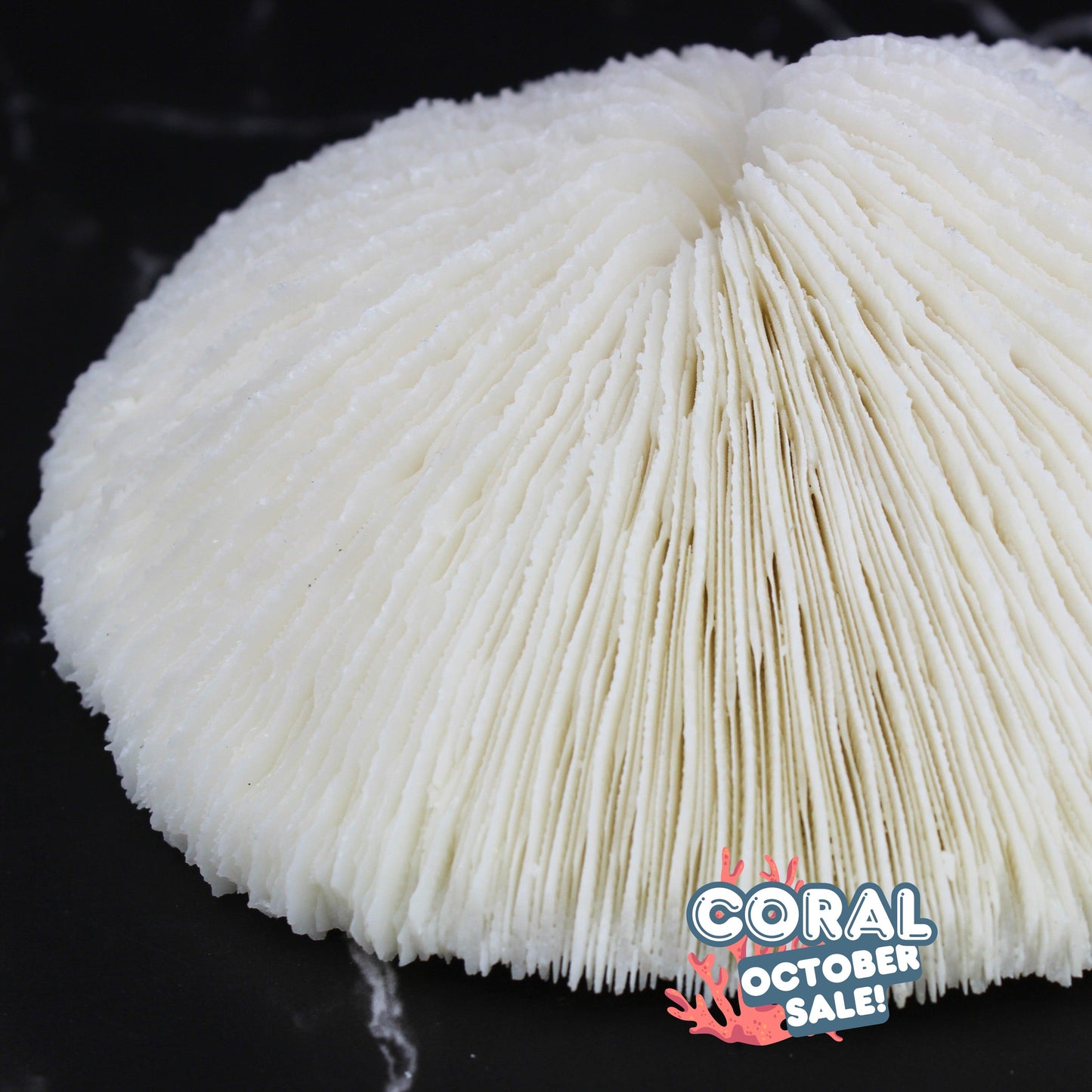 Mushroom Coral 5-6"