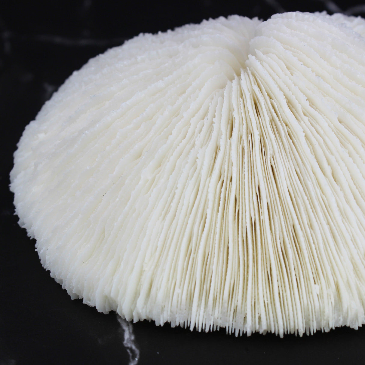 Mushroom Coral