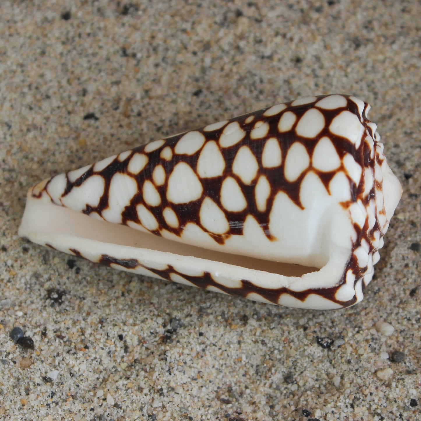 Marble Cone 2.5-3"