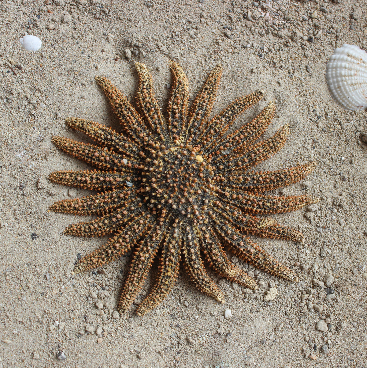 Mexican Sun Star 4-5"