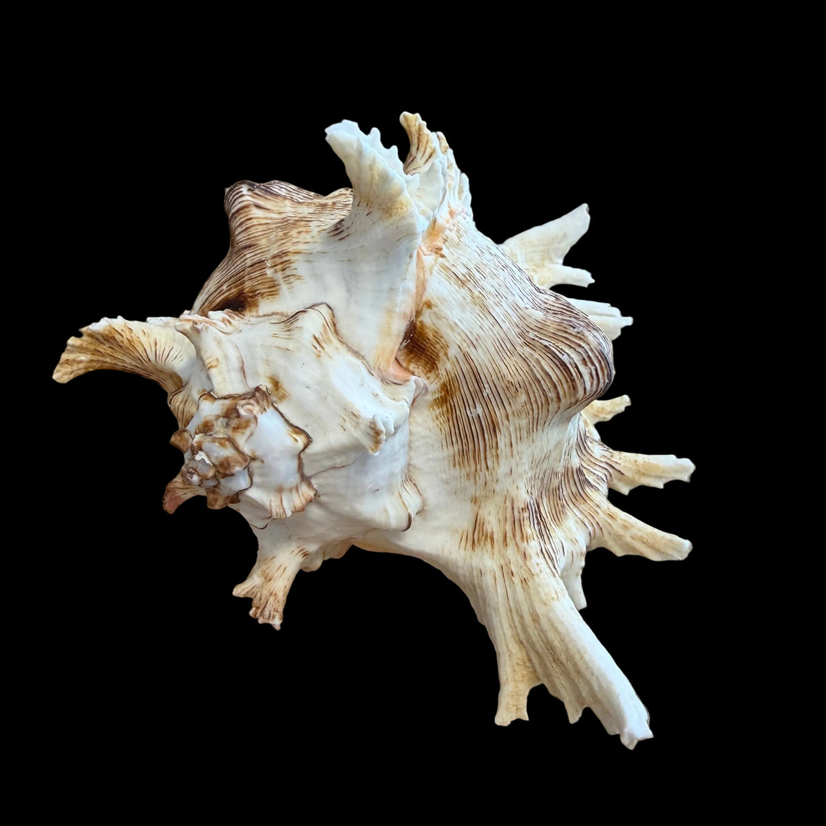 Ramose Murex