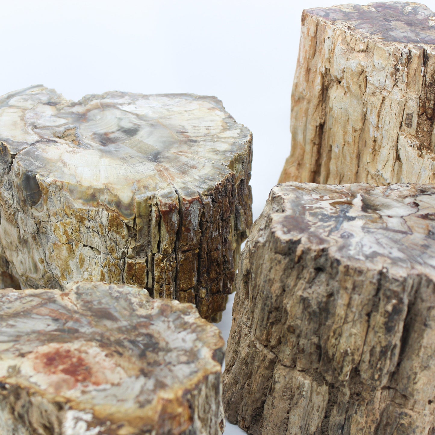 Petrified Wood Branch 6-9"