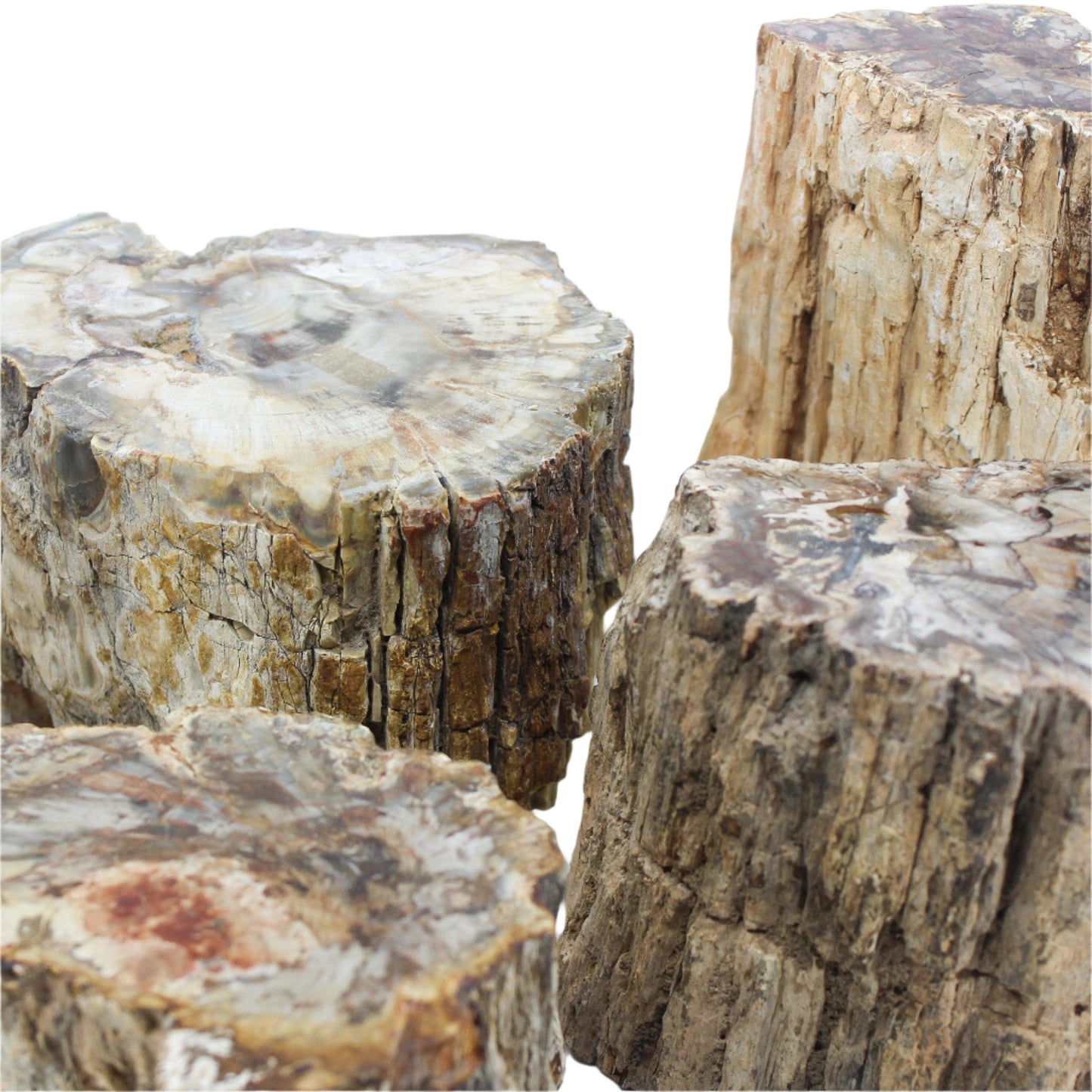 Petrified Wood Branch 3-6"