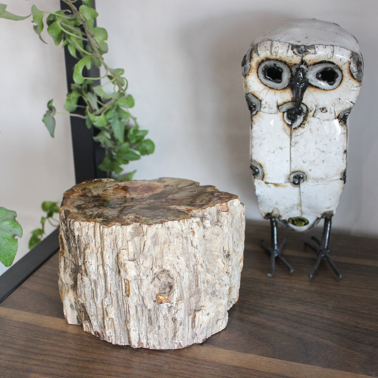 Petrified Wood Branch 6-9"