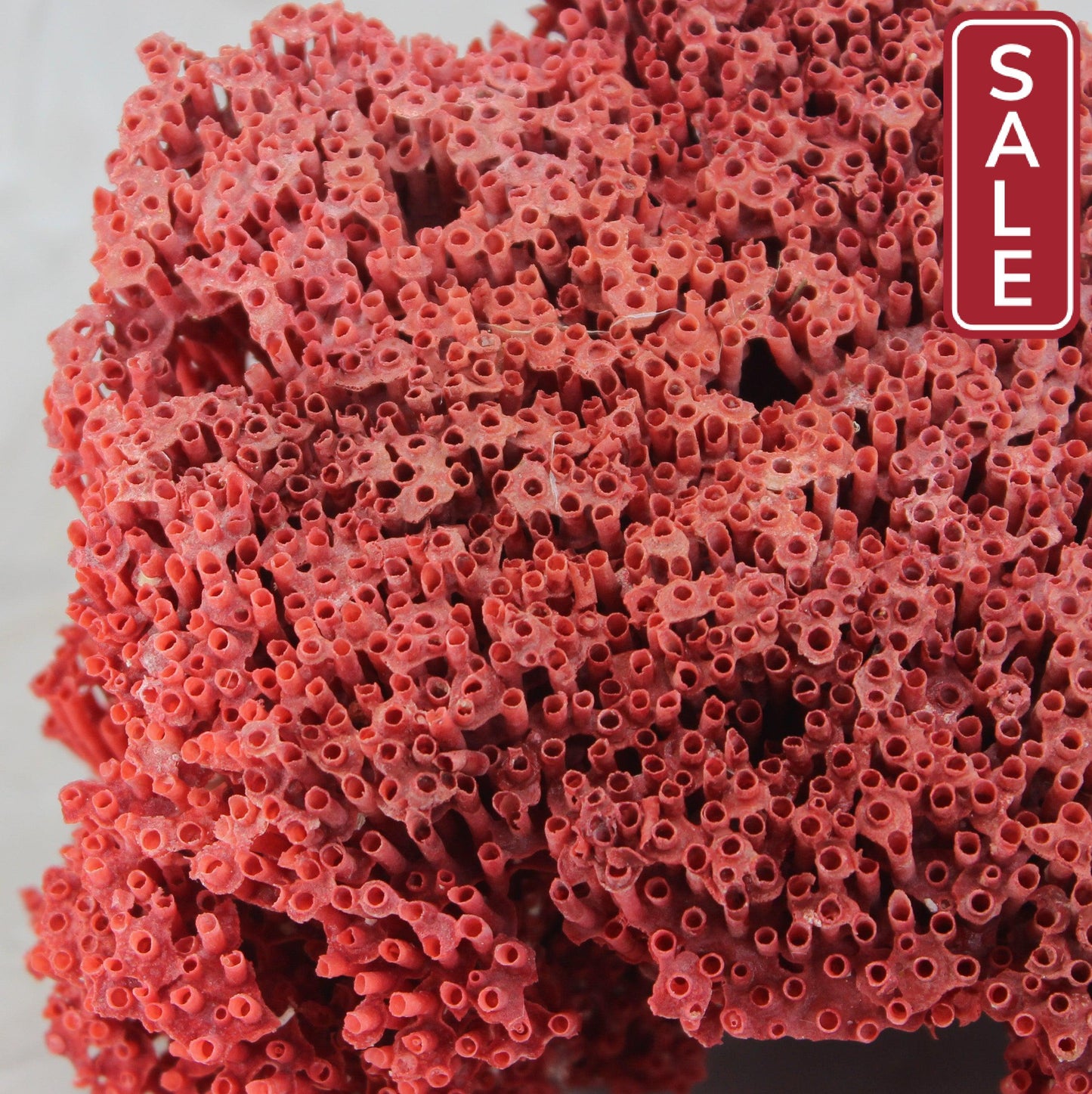 Pipe Organ Coral 7-10"
