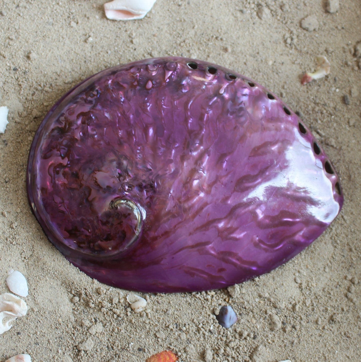 Midas Abalone Polished