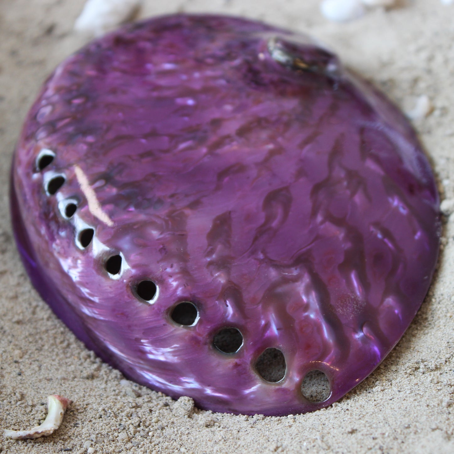 Midas Abalone Polished