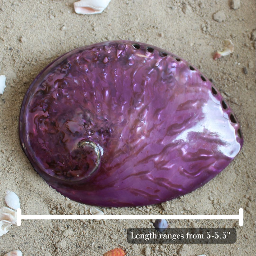 Midas Abalone Polished