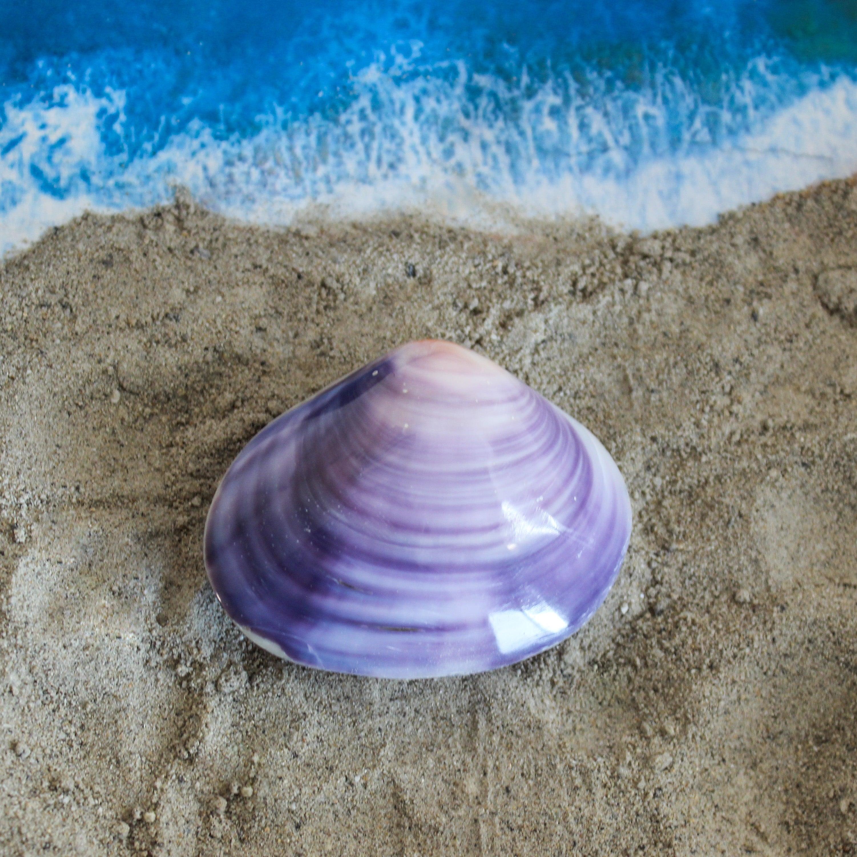 Purple Clam Shells – Salt Flat Trading