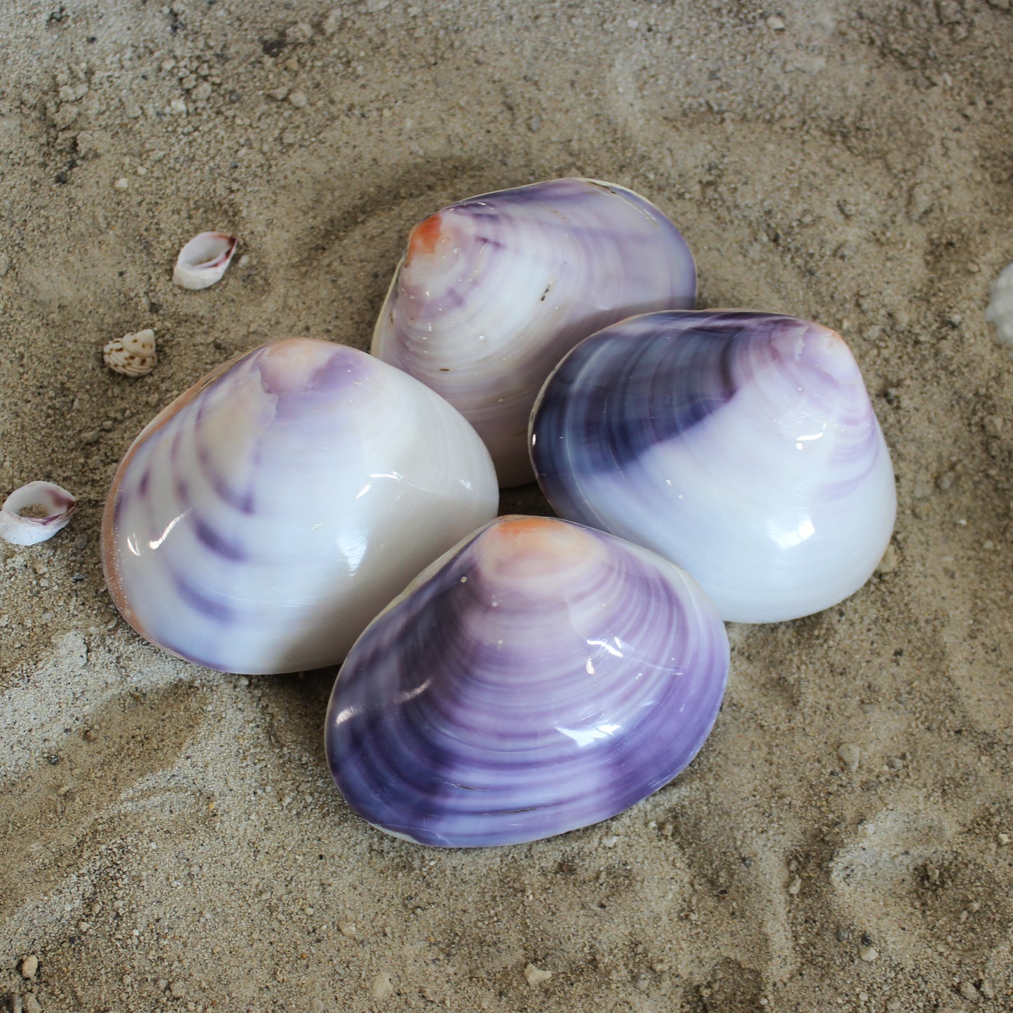 Purple Clam Shells