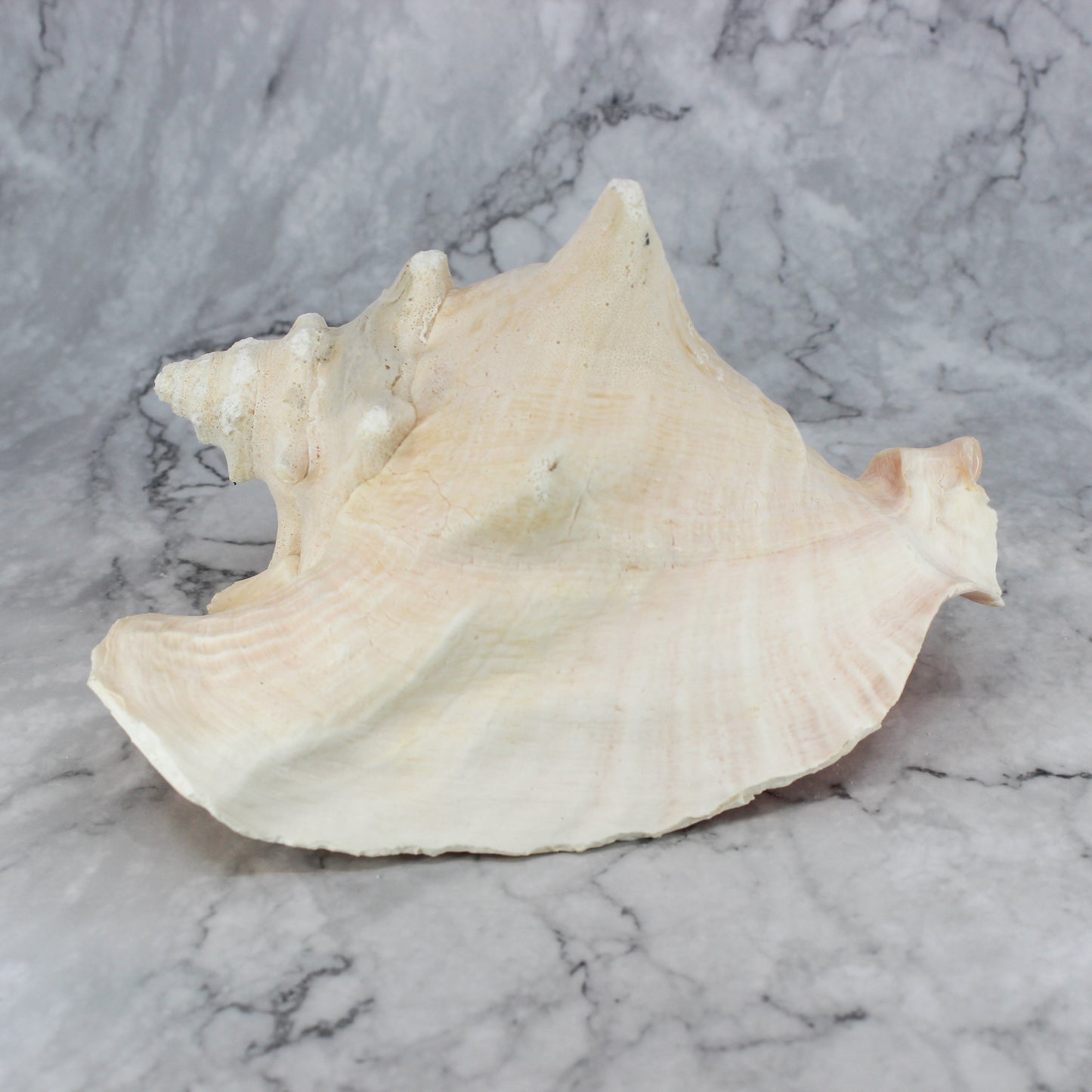 Pink Conch