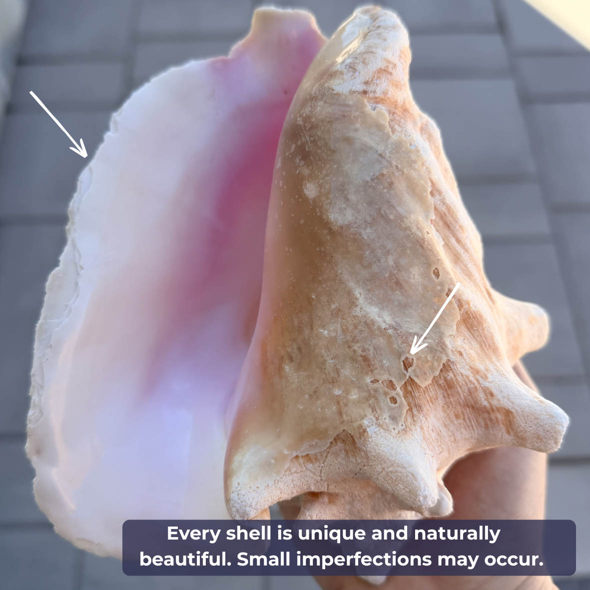 Pink Conch