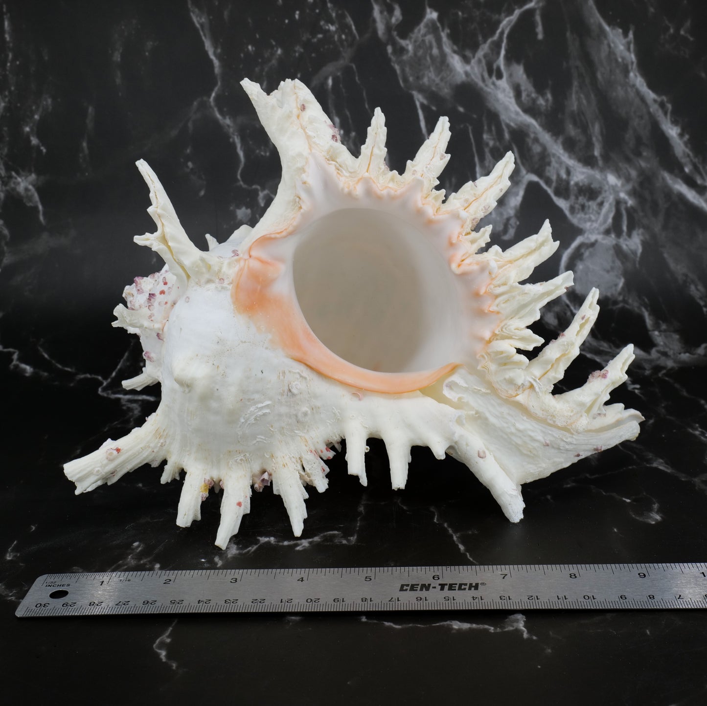 Ramose Murex