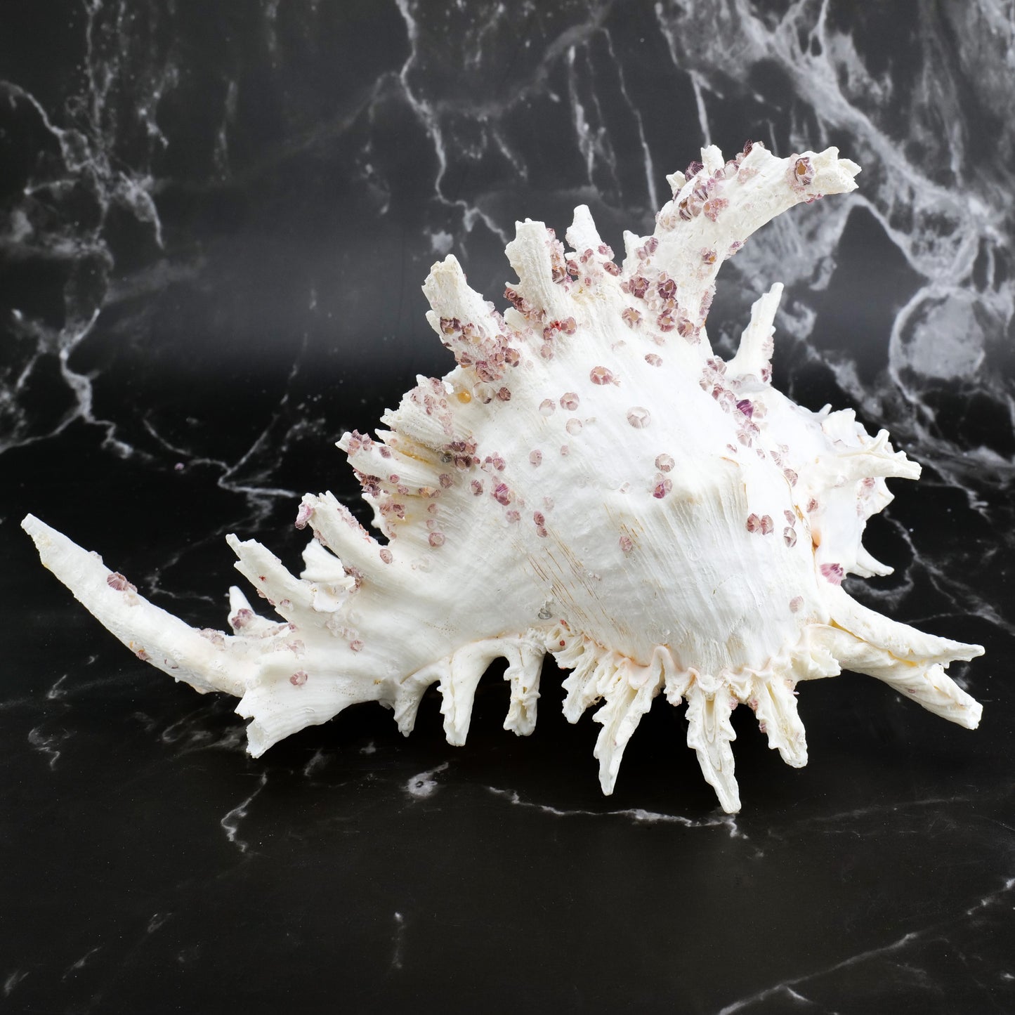 Ramose Murex