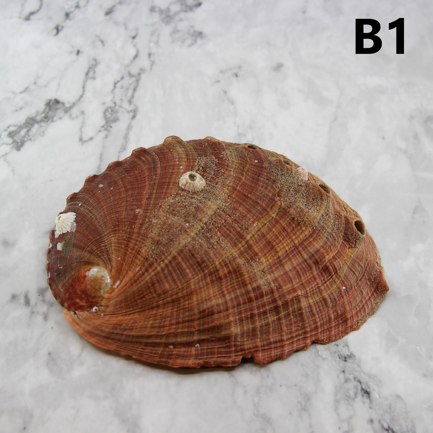 Red Abalone Unpolished 6-7"
