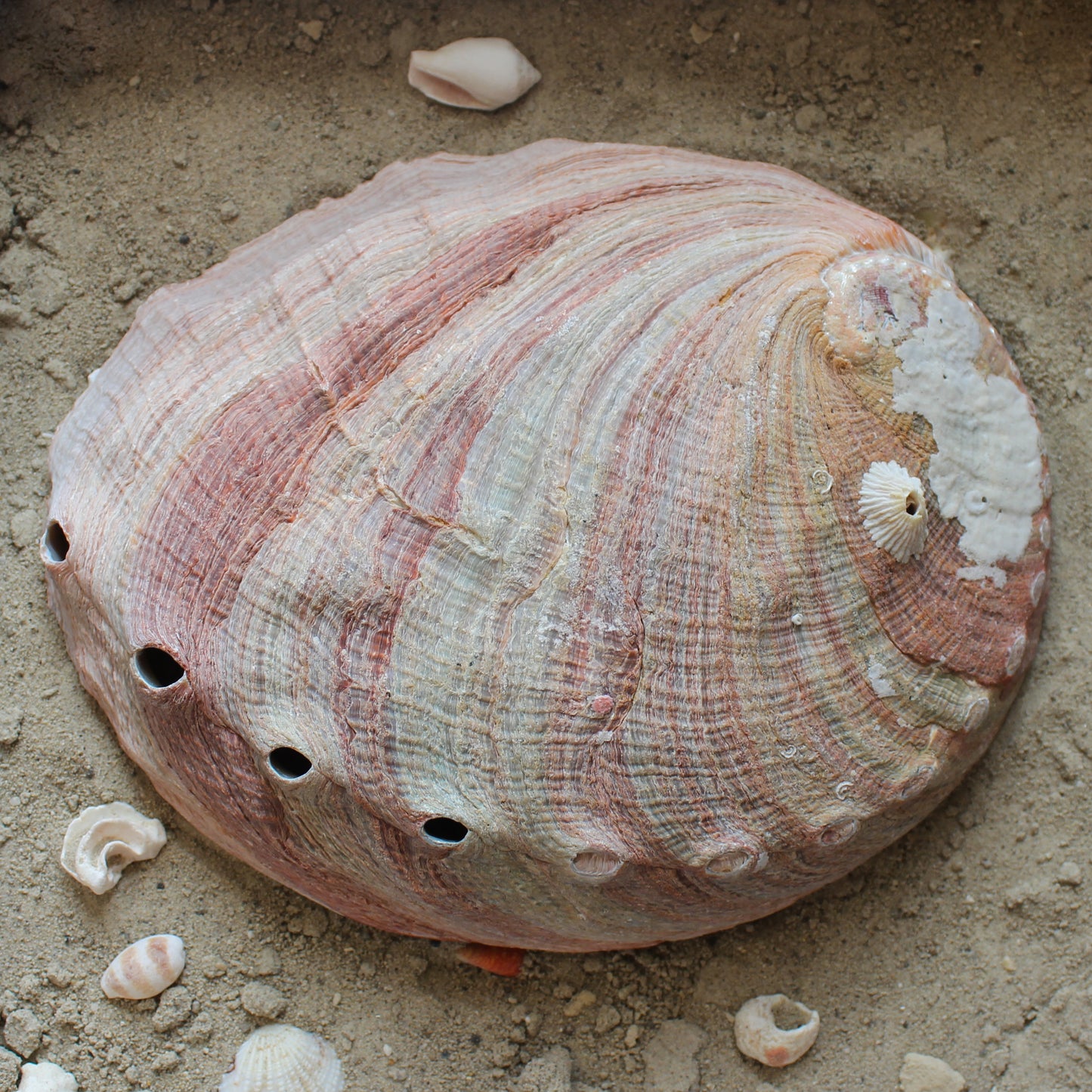 Red Abalone Unpolished 6-7"