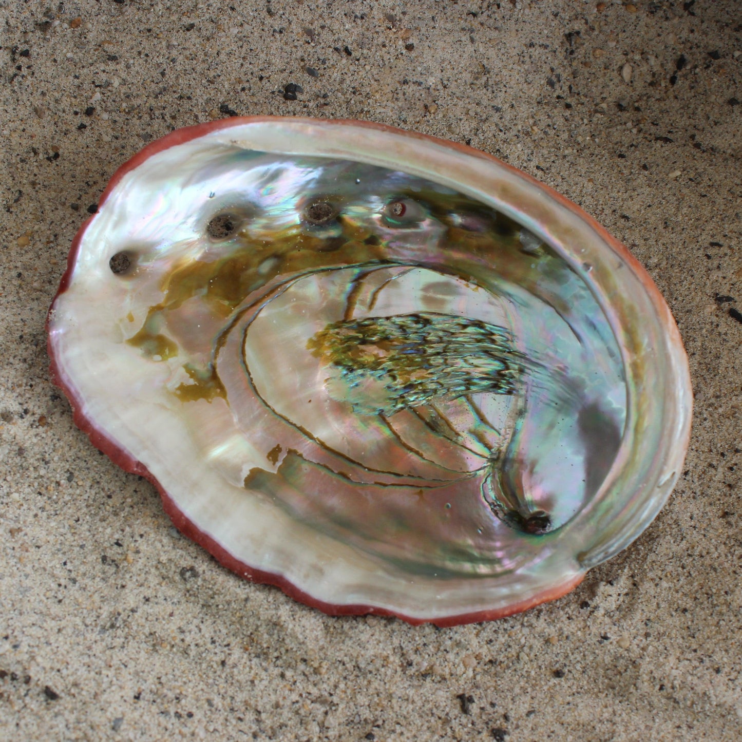 Red Abalone Unpolished 6-7"