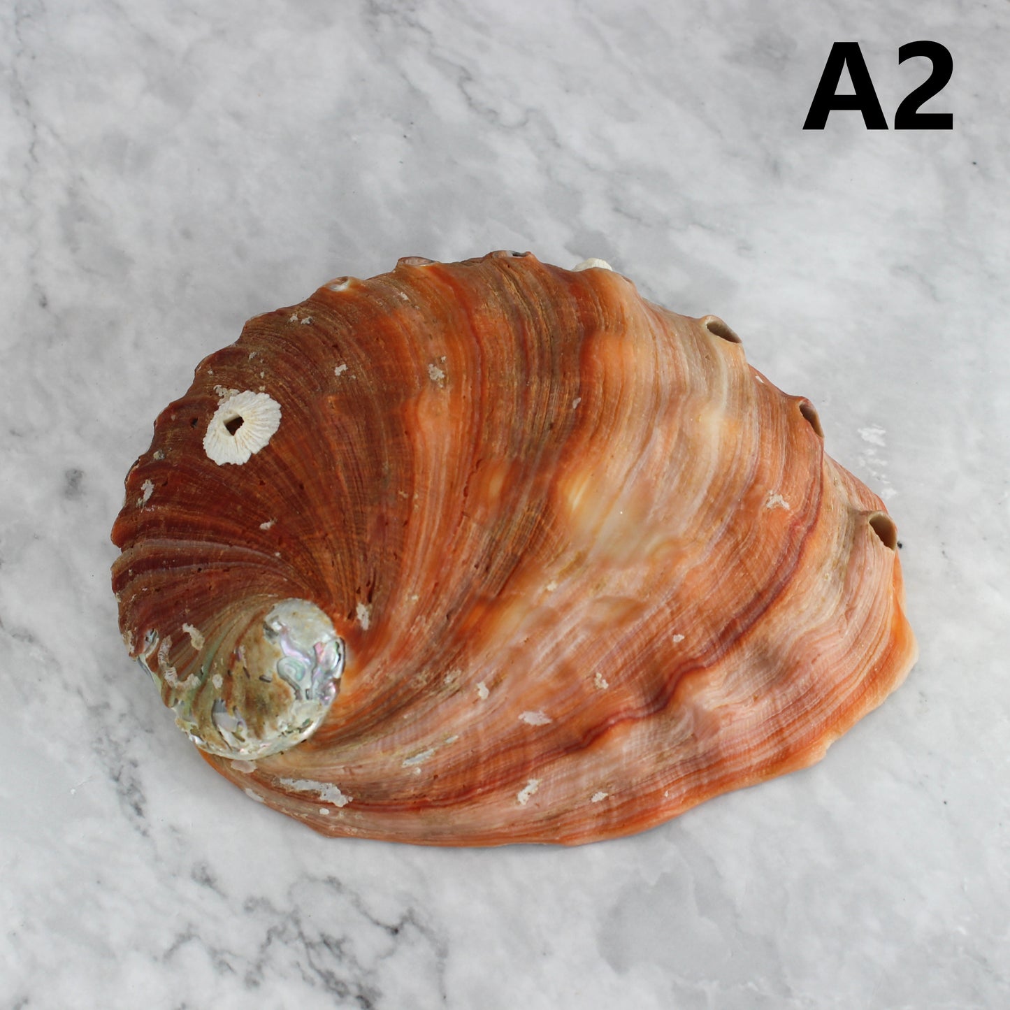 Red Abalone Unpolished 6-7"