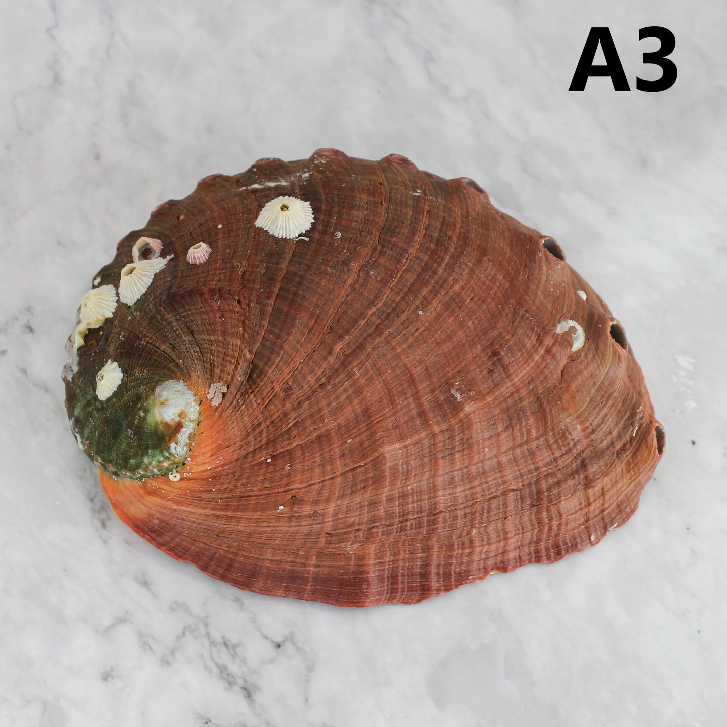 Red Abalone Unpolished 6-7"