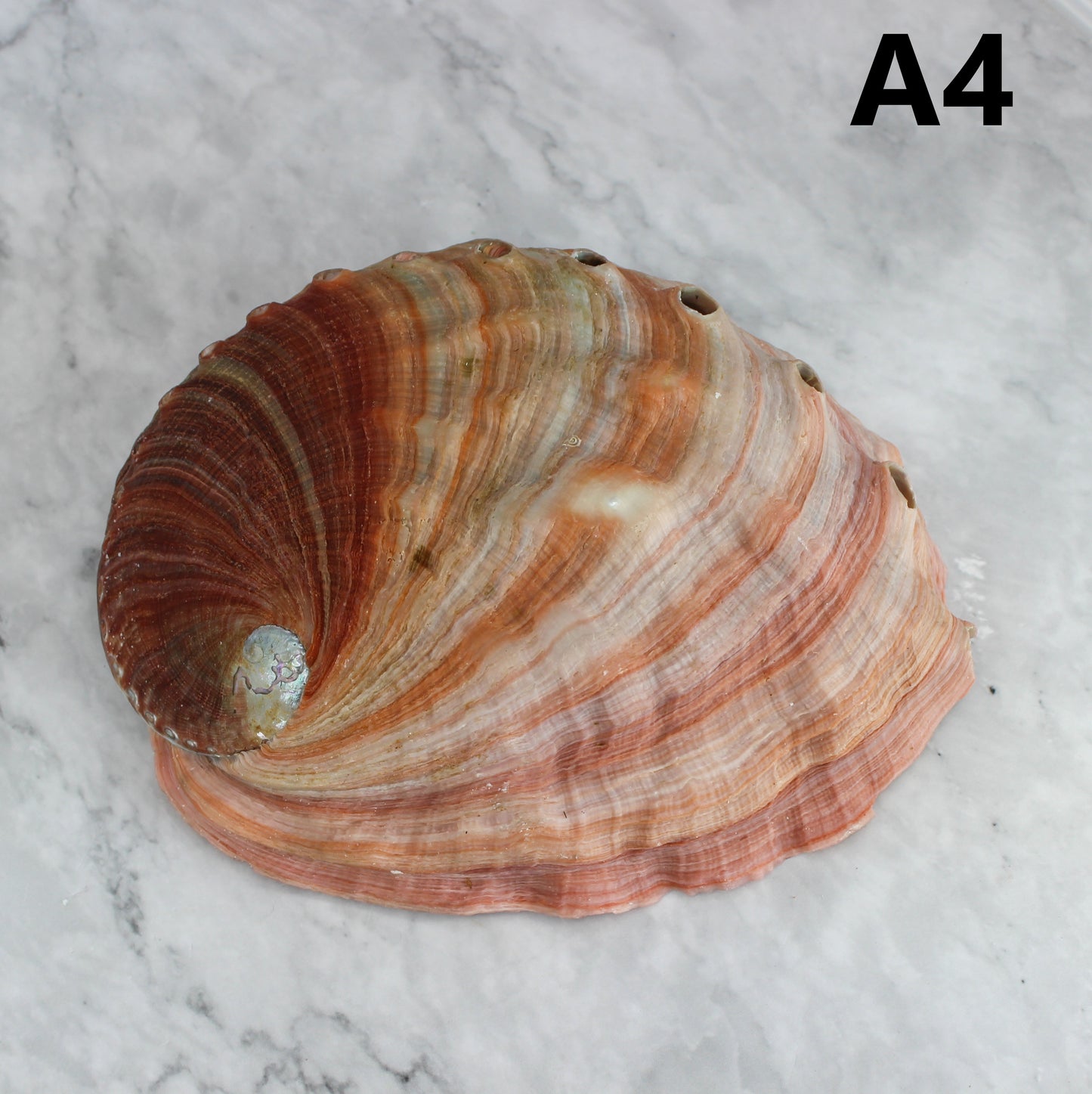 Red Abalone Unpolished 6-7"