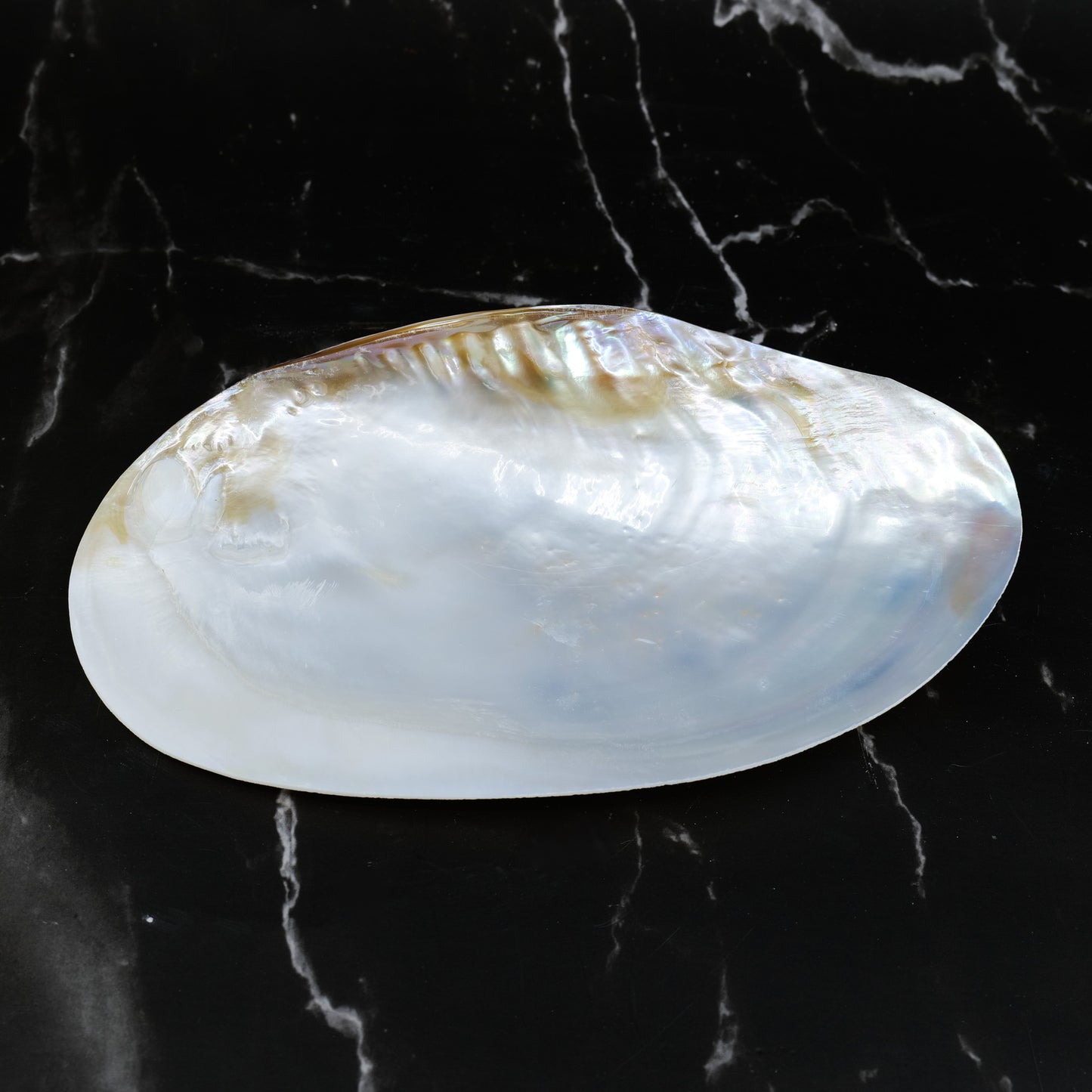 Silver Clam Halves 7-8"