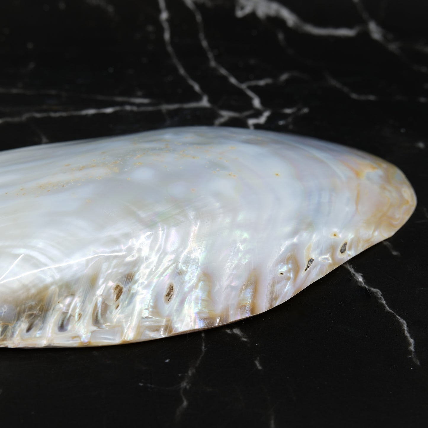 Silver Clam Halves 7-8"