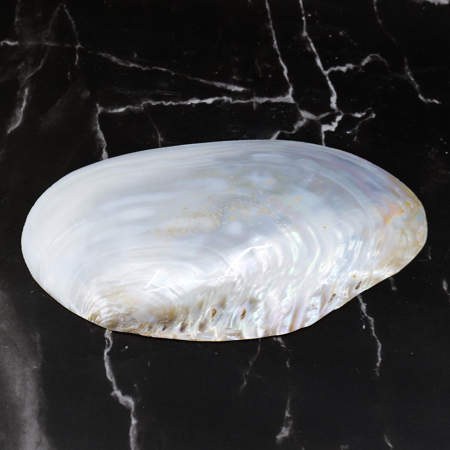 Silver Clam Halves 7-8"