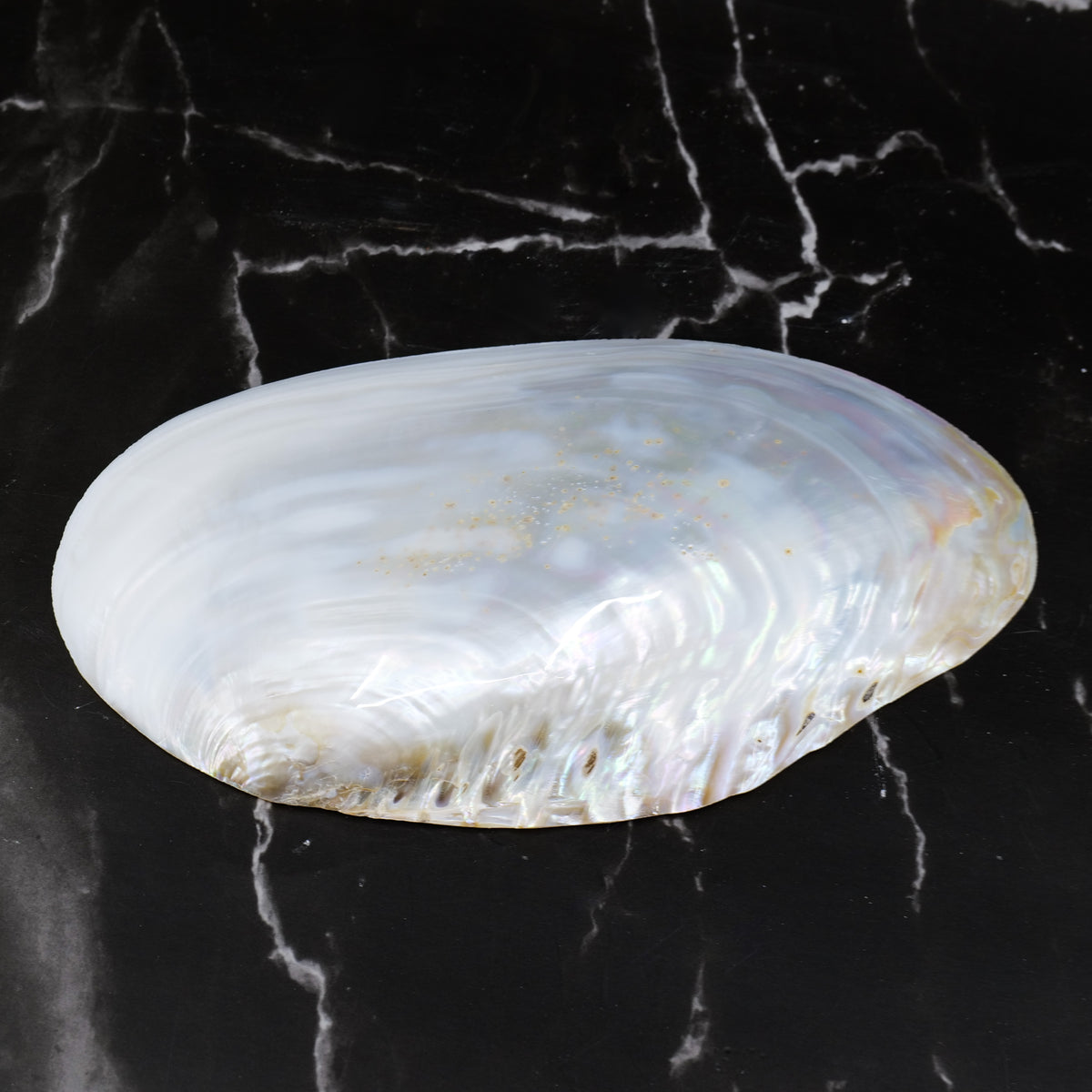 Silver Clam Halves
