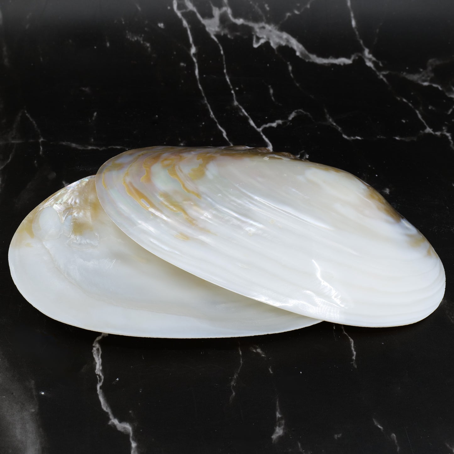 Silver Clam Halves 7-8"
