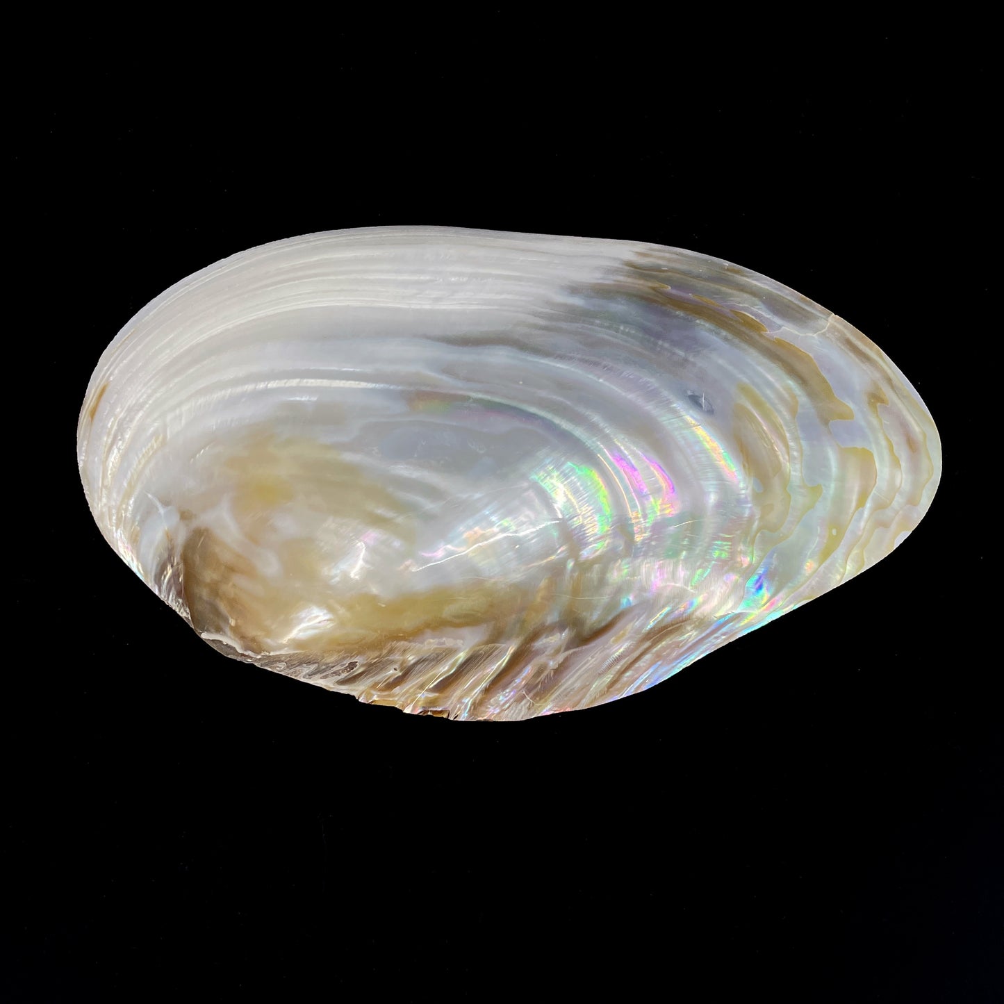 Silver Clam Halves