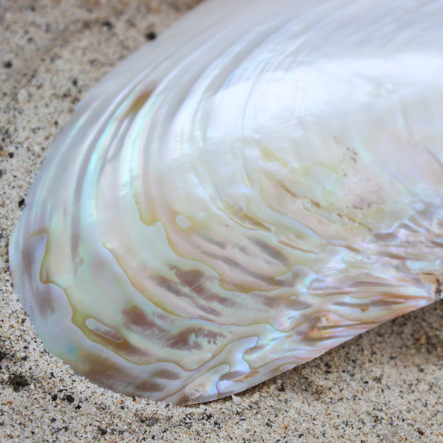 Silver Clam Halves 7-8"