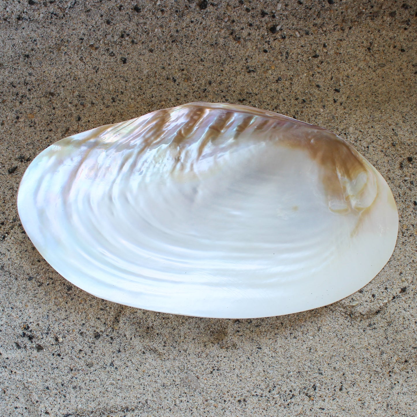 Silver Clam Halves 7-8"