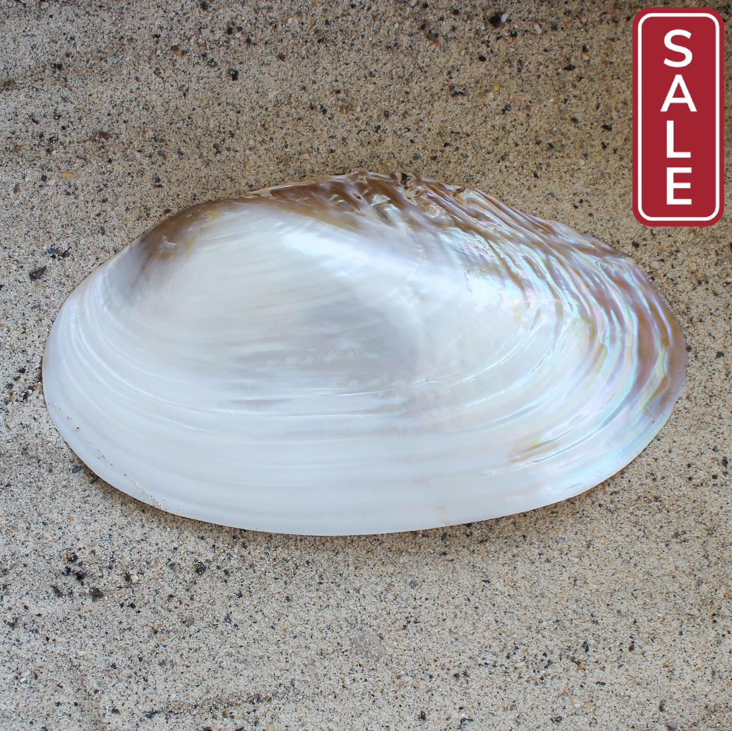 Silver Clam Halves 7-8"