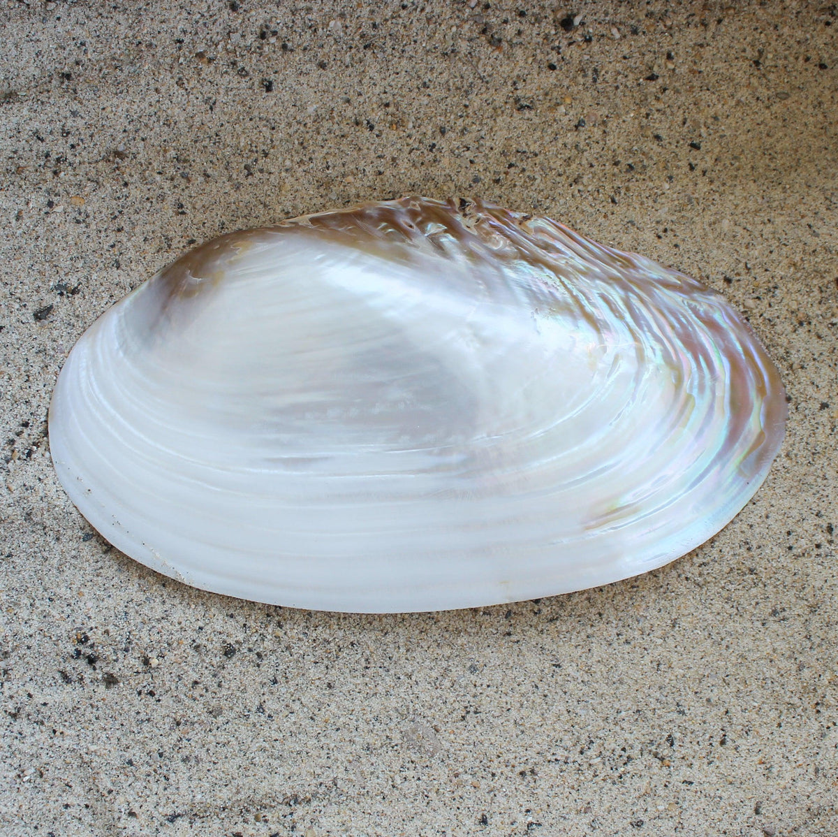 Silver Clam Halves