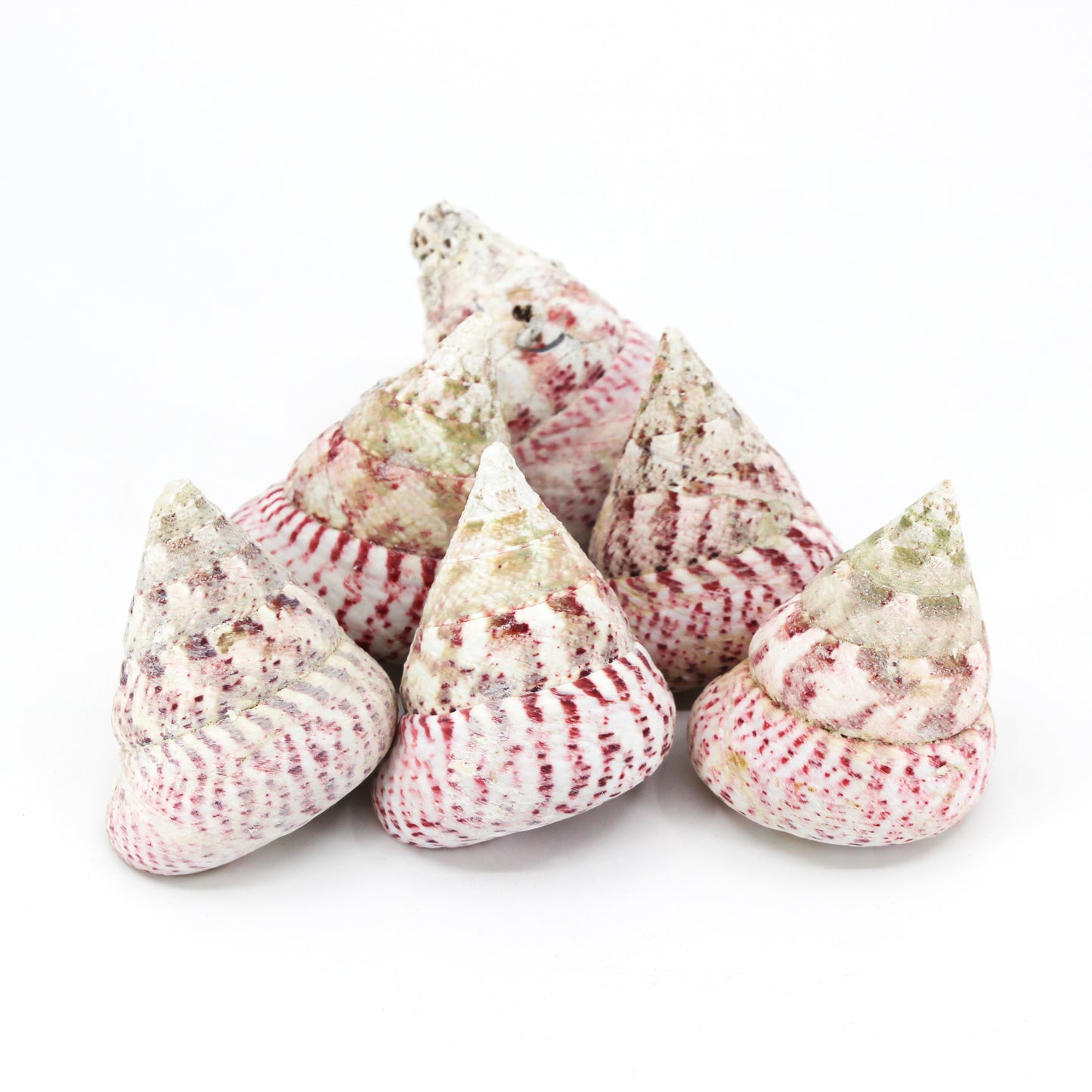 Strawberry Top 2-2.5"
