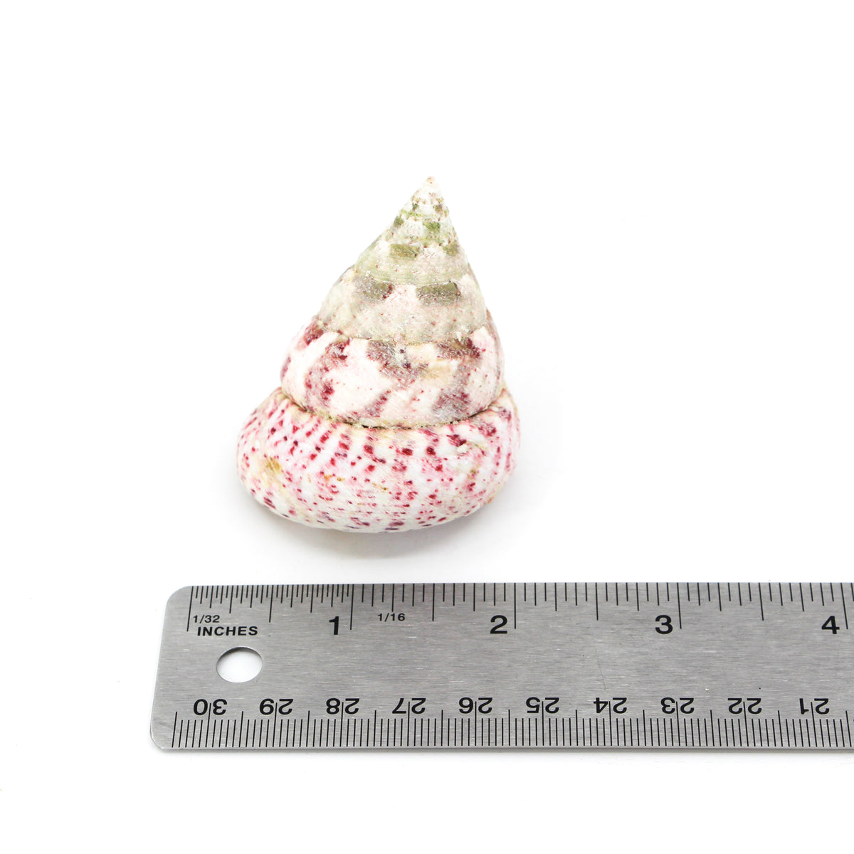 Strawberry Top 2-2.5"