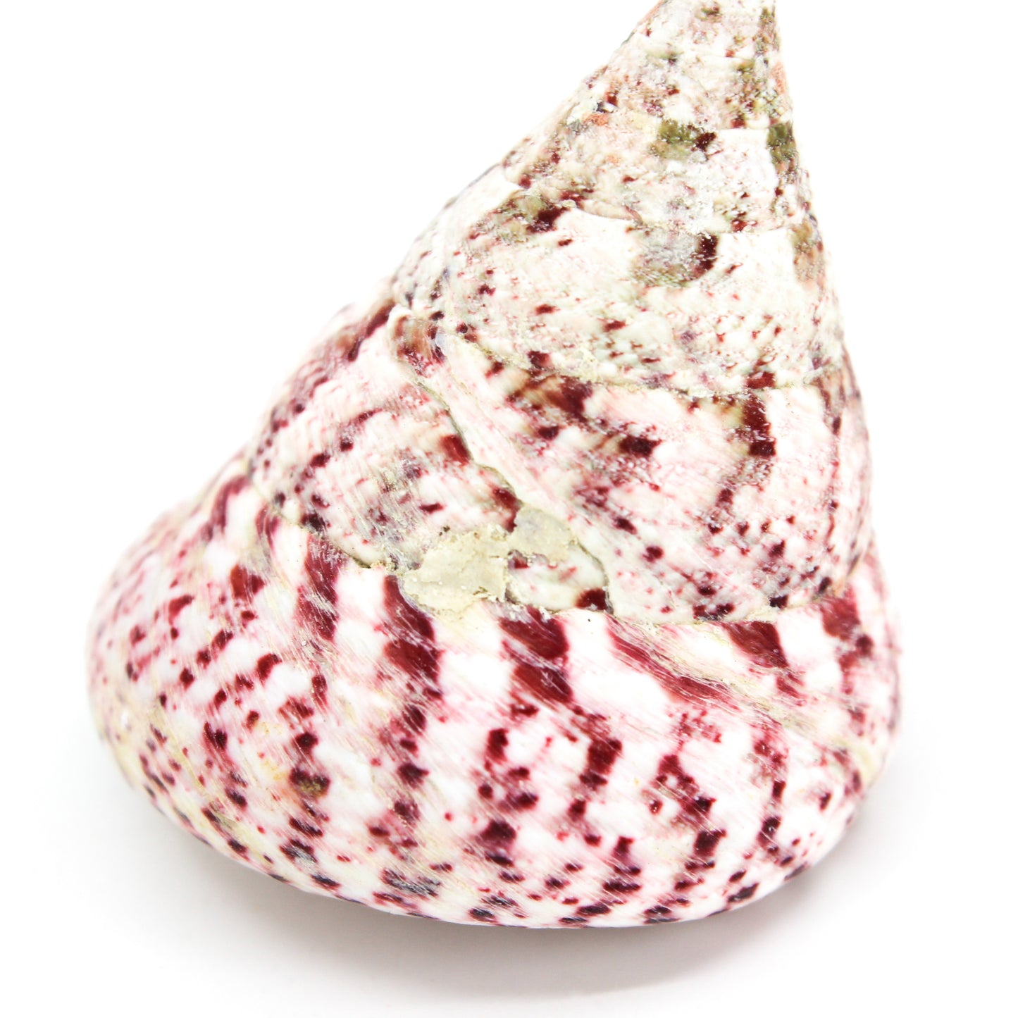 Strawberry Top 2-2.5"