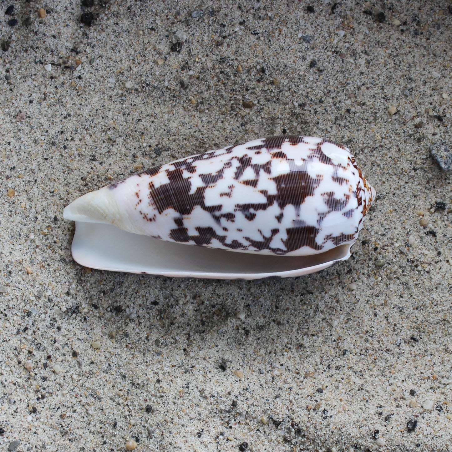 Striate Cone (Pol)