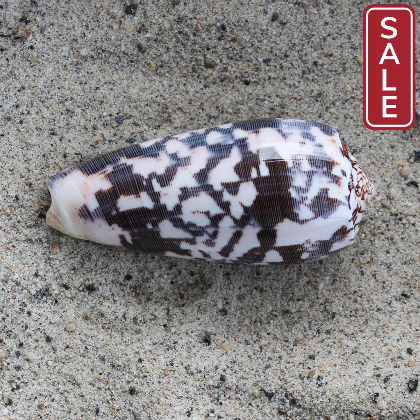 Striate Cone (Pol)