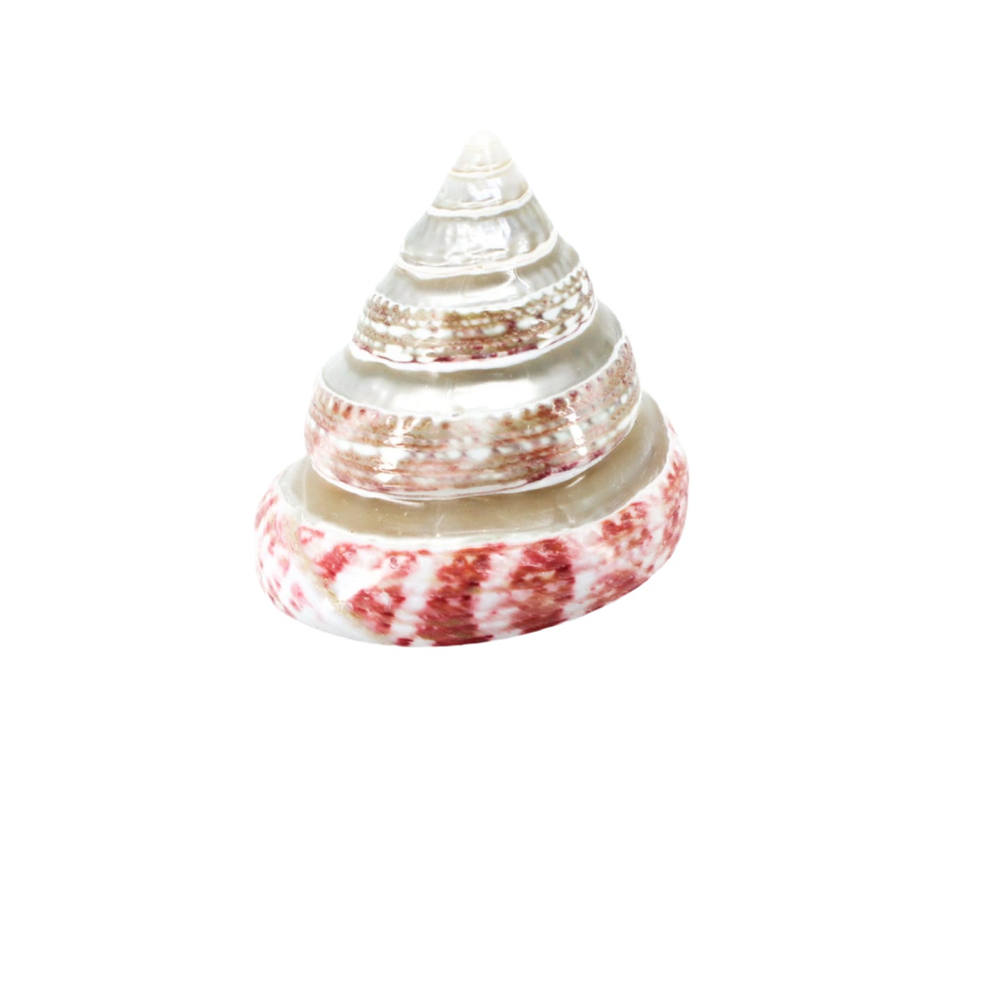 Strawberry Top Banded 2-3"