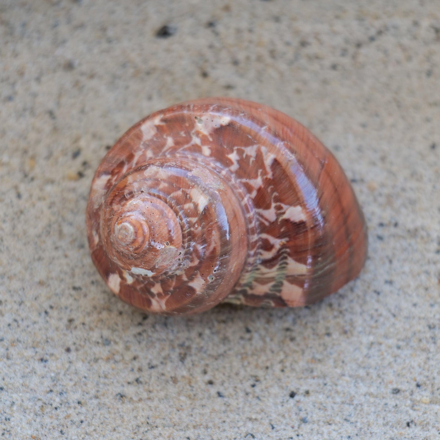 Tapestry Turbo Polished 1.5-2.5"