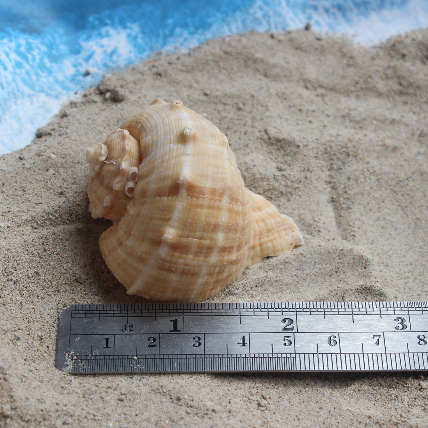 Turnip-shaped Rapana - 2-2.5"