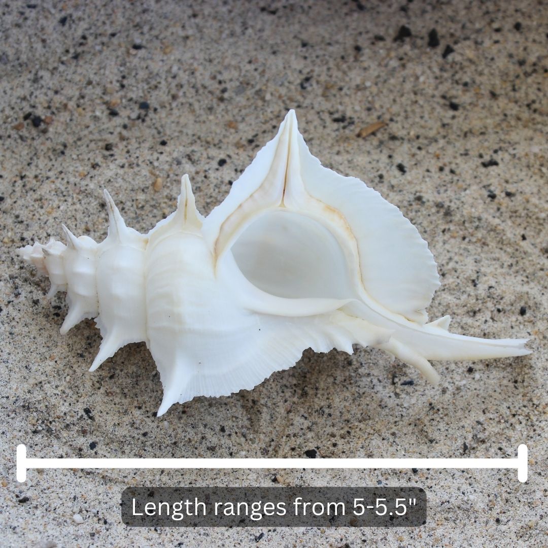 White Alabaster Murex 5-5.5"