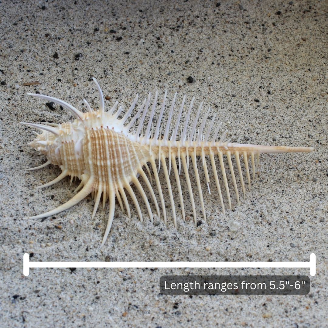 Venus Comb Murex