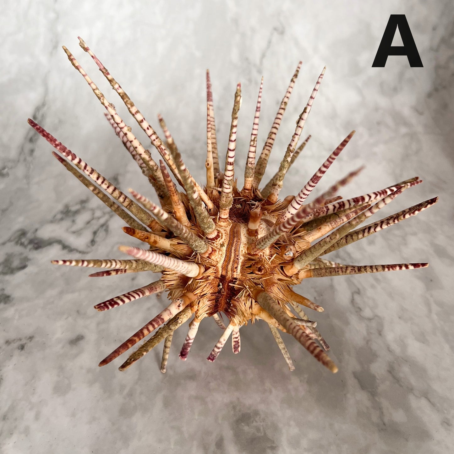 Zebra Urchin w/Spines