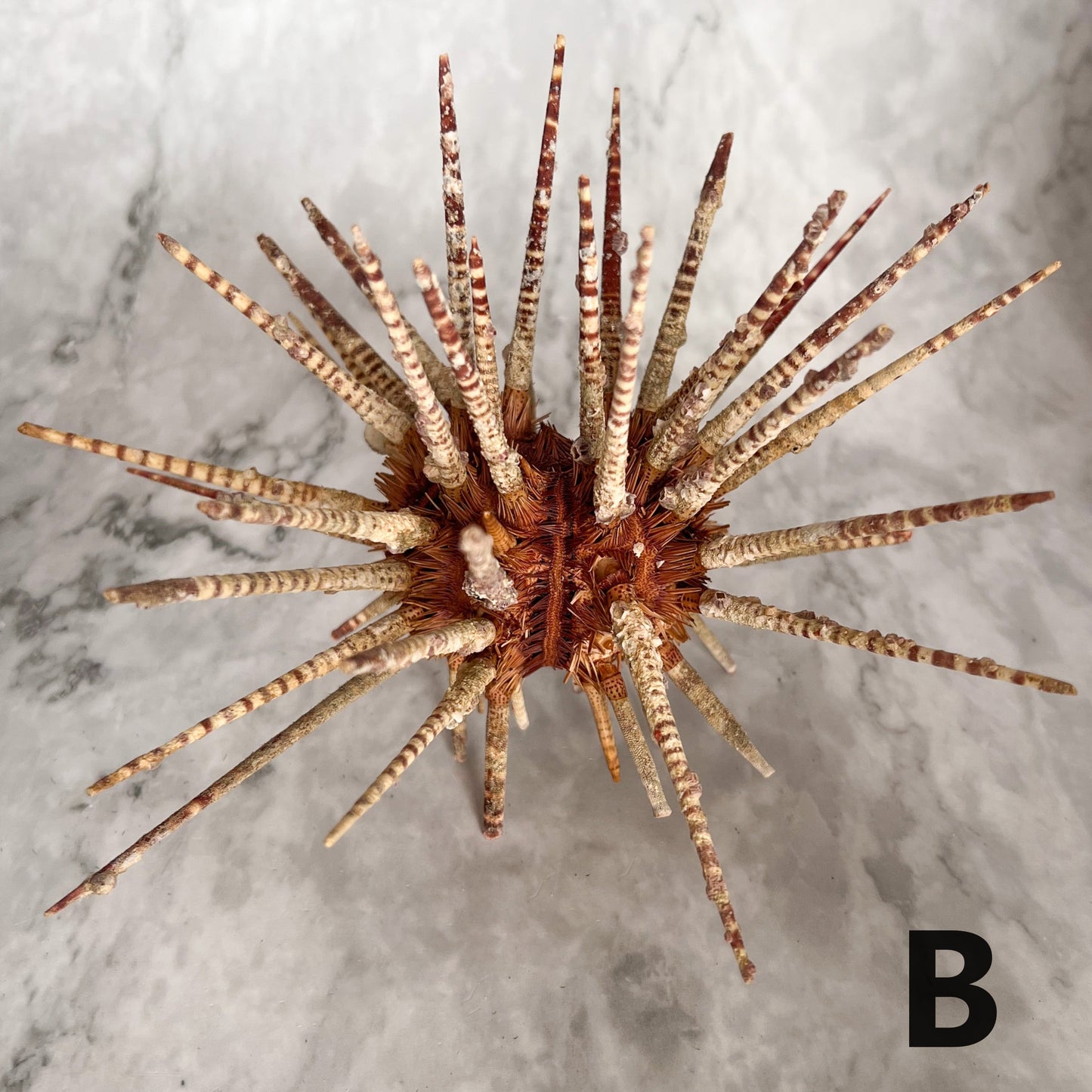 Zebra Urchin w/Spines