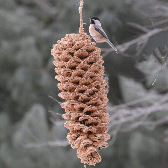 Giant Pine Cone